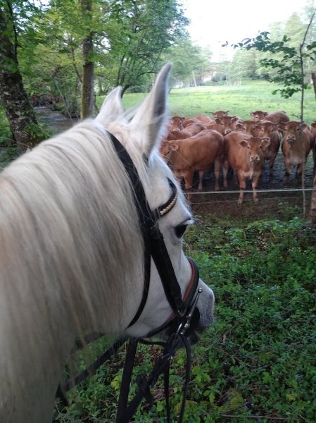 Ecurie des M - photo 2
