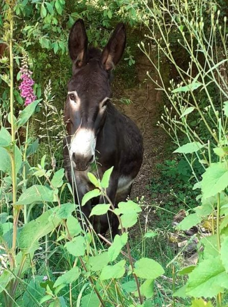 Ecurie des M - photo 3