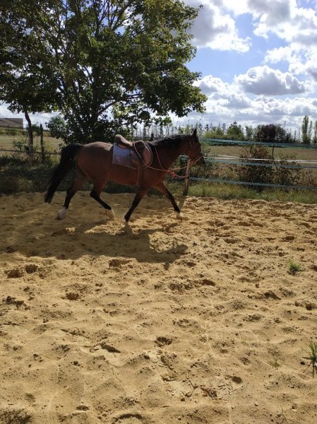 Ecurie Deneuville écuries deuncal - photo 2