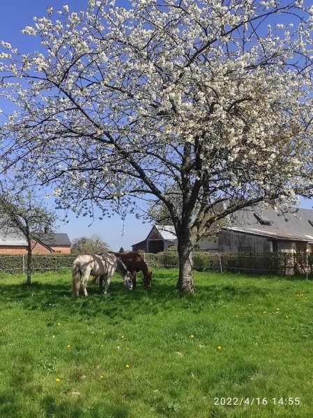 Ecuries des Absynts - Pension équestre