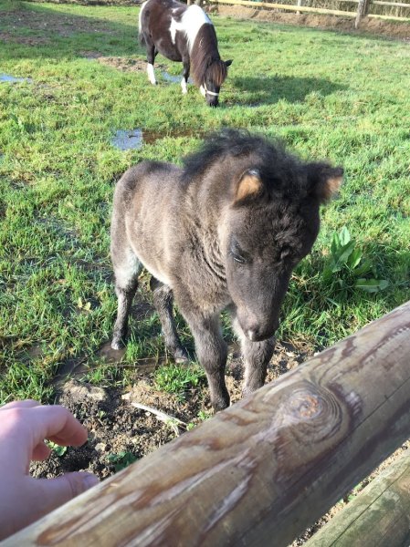 Les Écuries des Palmiers - photo 2