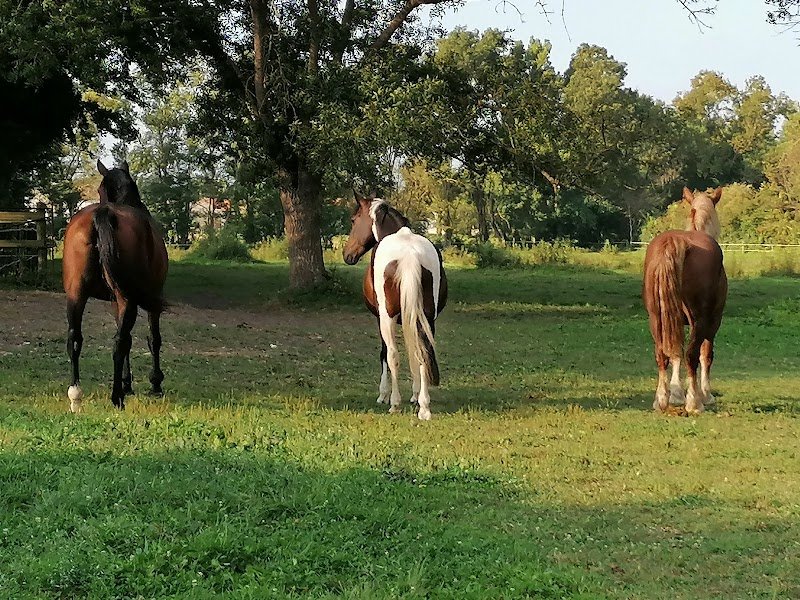 Pension du Bois Caillé - photo 3
