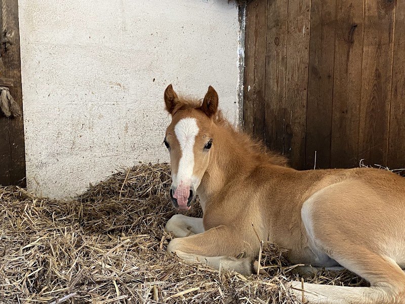 Écuries de Loudjil - photo 3