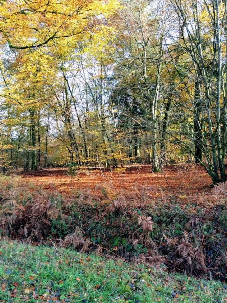 pension pour chevaux à LUNEVILLE - photo 1
