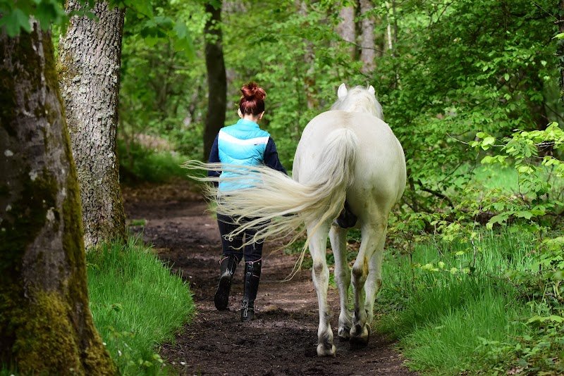 pension pour chevaux à LUNEVILLE - photo 2