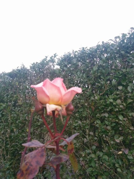 pension pour chevaux à LUNEVILLE - photo 3