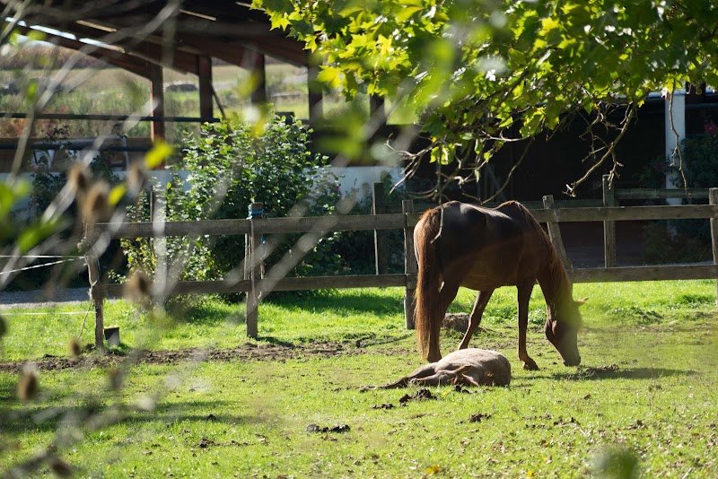 Club Hippique Chalonnais - photo 3