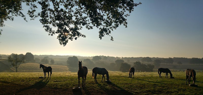 Haras de La Tour - photo 2