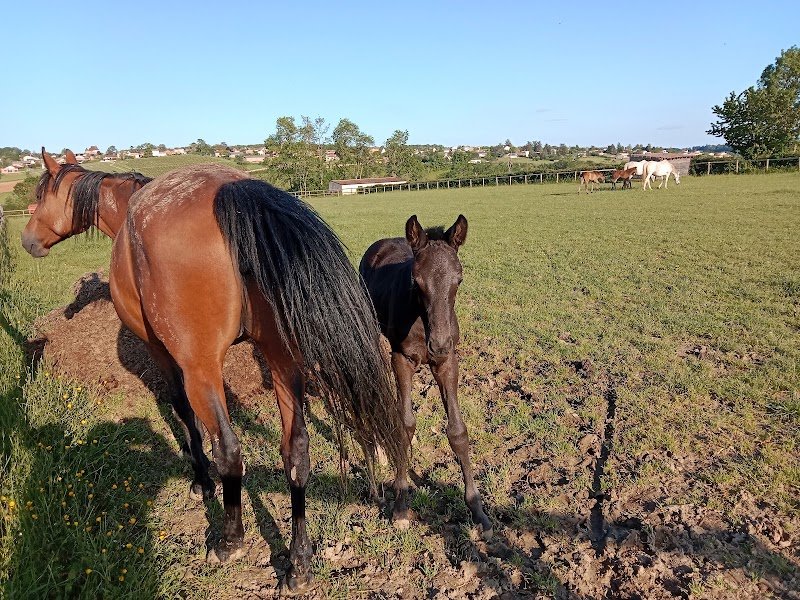 Centre Equestre Chevagny les Chevrières - photo 1