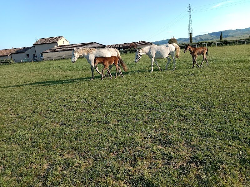 Centre Equestre Chevagny les Chevrières - photo 2
