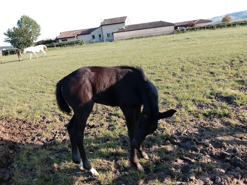 Centre Equestre Chevagny les Chevrières - photo 3