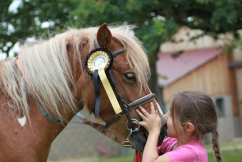 Ecurie des marronniers - photo 3