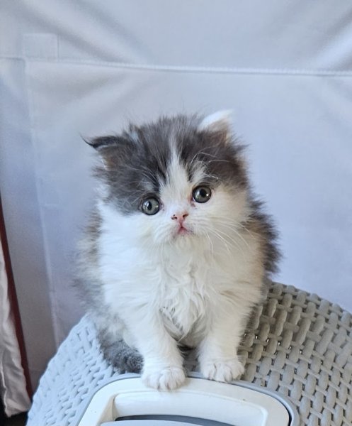 Pension MIROU’S Paradis /Toilettage Mirou's C'ouaf /Elevage Persan - photo 2