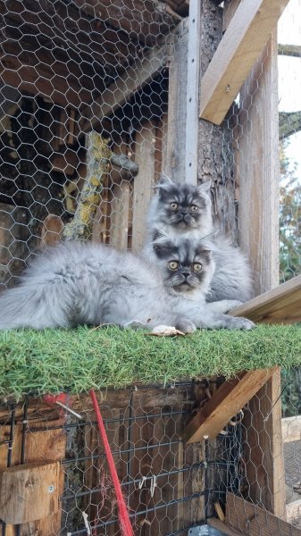 Pension MIROU’S Paradis /Toilettage Mirou's C'ouaf /Elevage Persan - photo 3