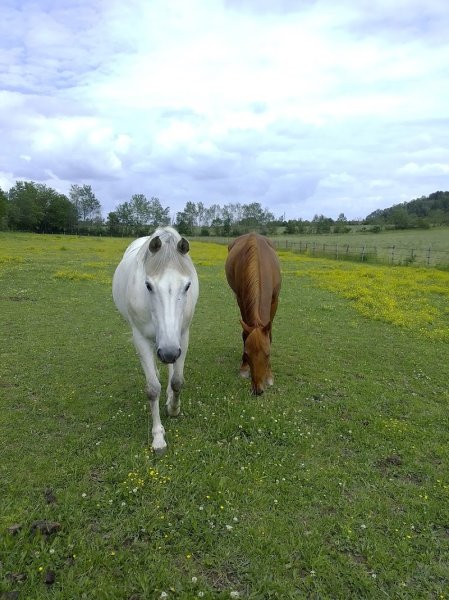 Poney-Club des Découvertes
