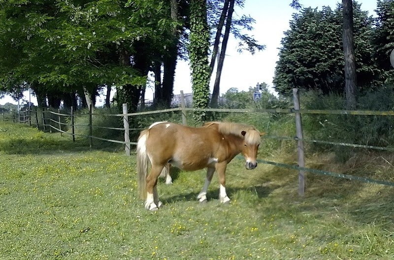 Poney-Club des Découvertes - photo 2