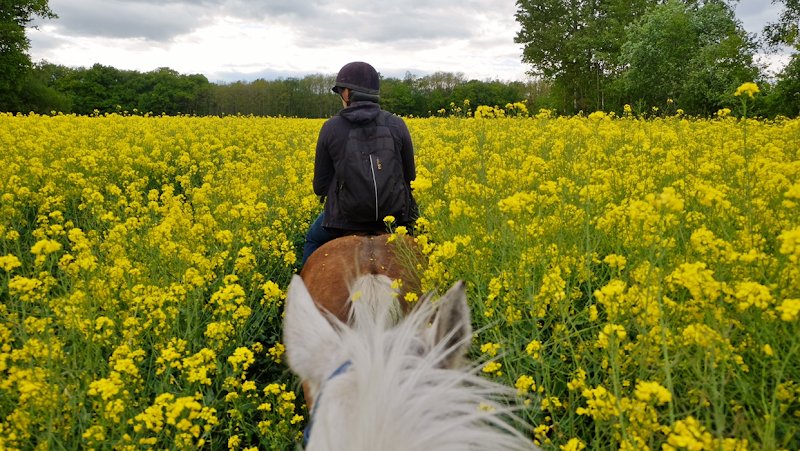 Poney Club Saint Christophe/ centre équestre en Saône et Loire - photo 1