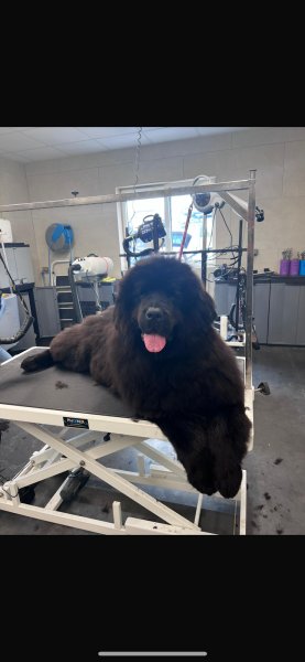 Pension Boule de poils