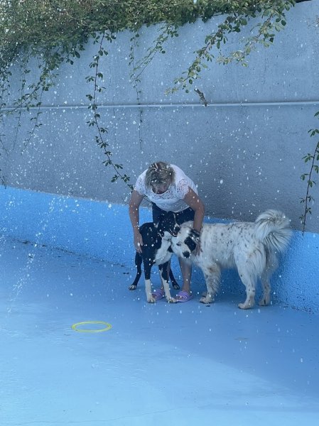 Pension Boule de poils - photo 2