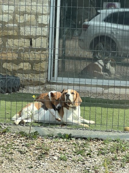 Pension Boule de poils - photo 3