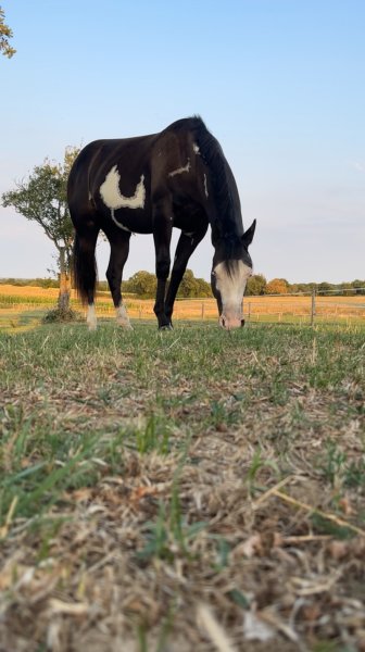 Les écuries de Nélix
