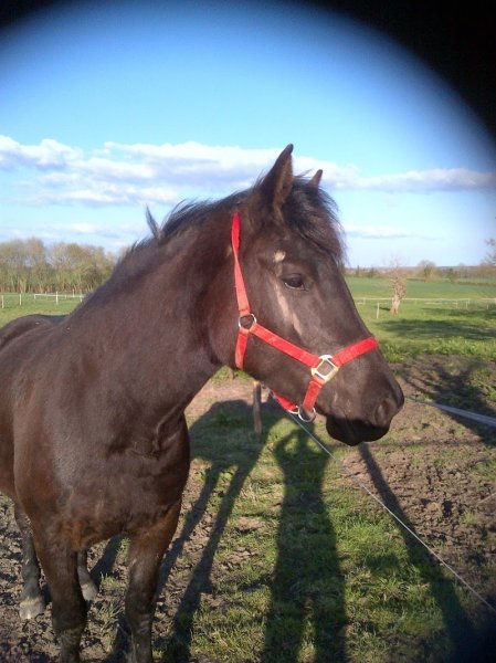 Les écuries d'Amailloux