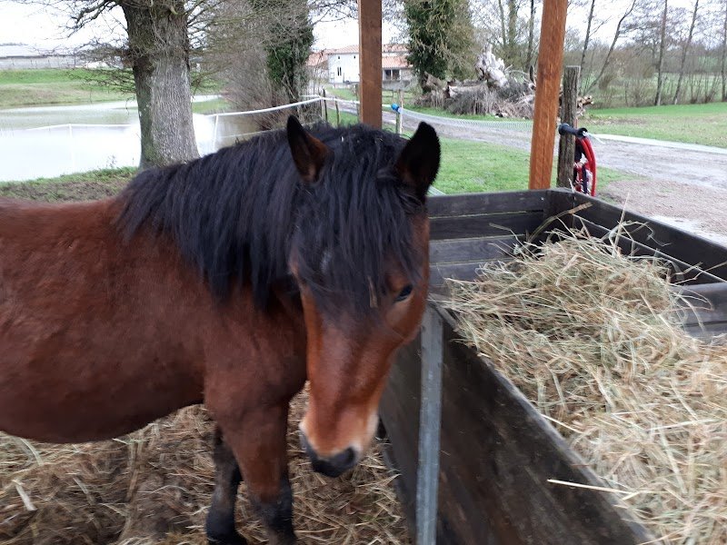 Les écuries d'Amailloux - photo 3