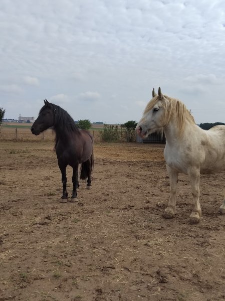 Ecuries de l'arc en ciel - photo 3