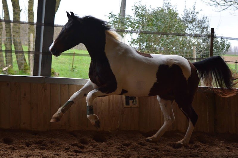 L'Ecurie de Saint Cyr - photo 1