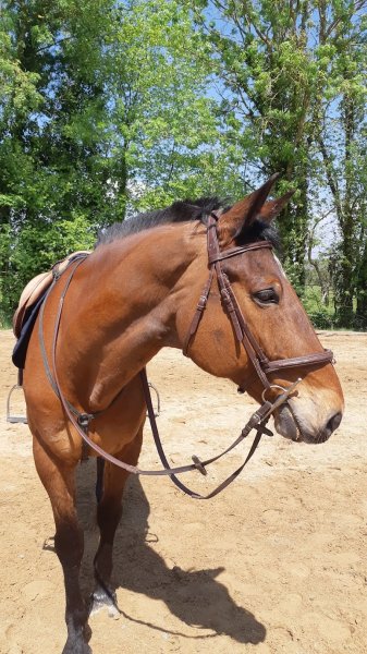 L'Ecurie de Saint Cyr - photo 3