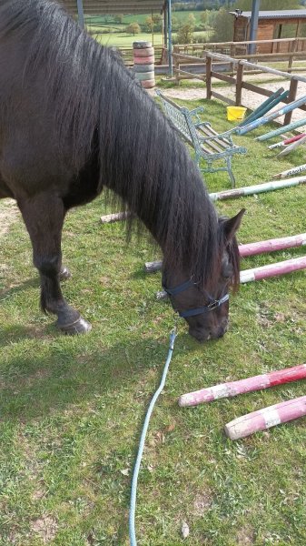 Poney Club de Verrière - photo 2