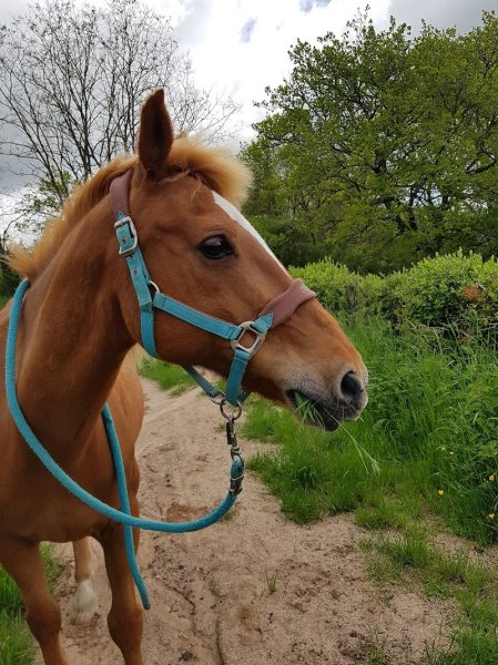 Poney Club de Verrière - photo 3