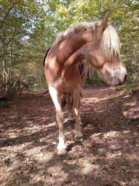 Les Poneys Plume - photo 2
