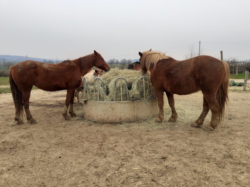 Les Poneys Plume - photo 3