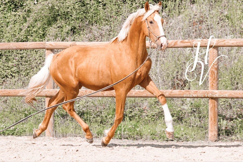 Haras Du Vencedor - photo 2