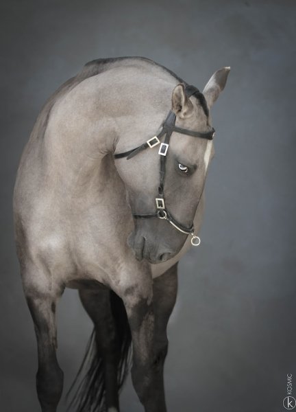 Haras Du Vencedor - photo 3