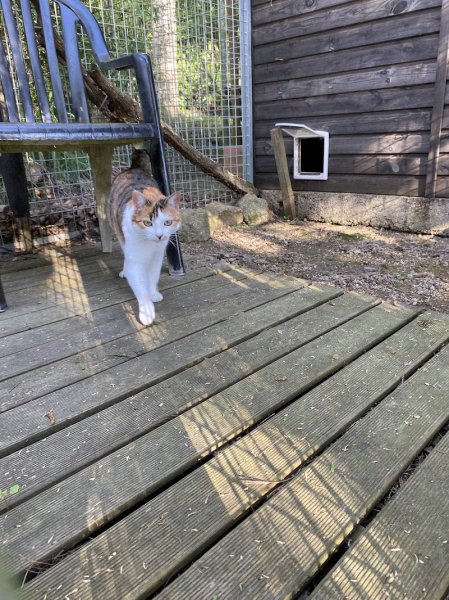 Pension féline des Malacoons - photo 1