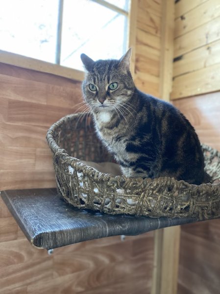 Pension féline des Malacoons - photo 2