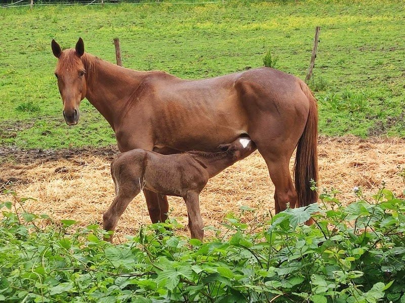 Ecurie De Changy - photo 3