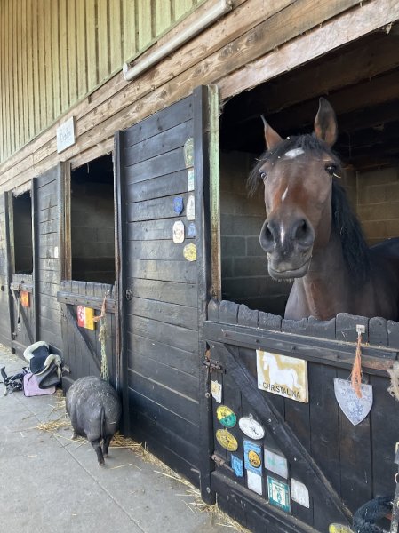 Ferme Équestre du K Rouge - photo 3
