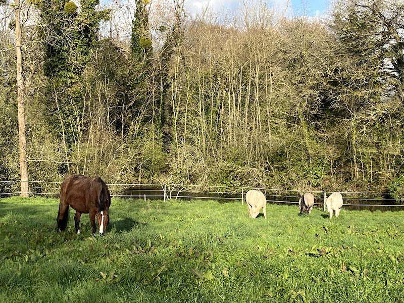 Ferme équestre de Saint Gilles, Elevage Sant Jili Ranch - photo 2