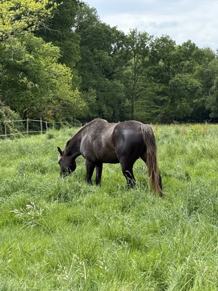 Ferme équestre de Saint Gilles, Elevage Sant Jili Ranch - photo 3