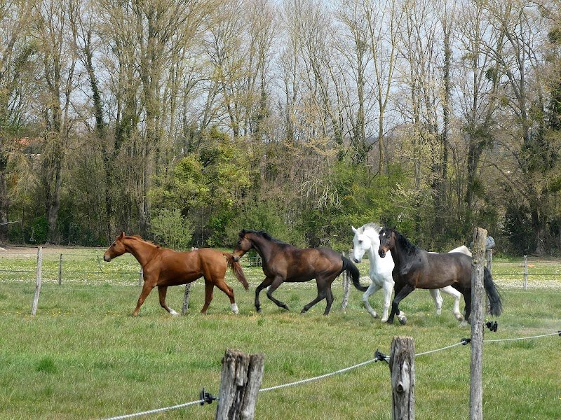 Ecurie des 2R - photo 2
