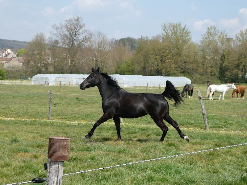 Ecurie des 2R - photo 3