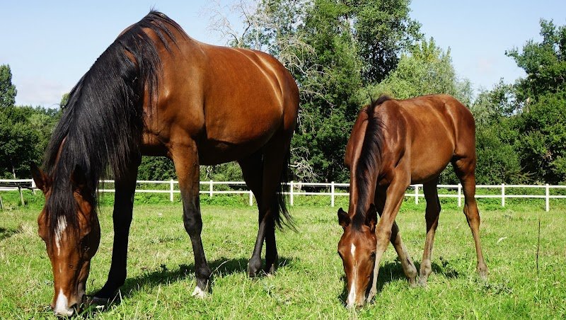 Centre Equestre du Centaure - photo 2