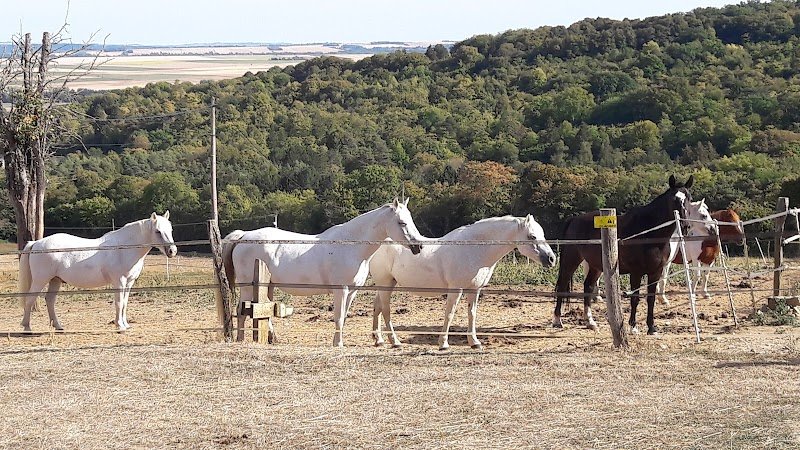 Poney Club Des Champchardons - photo 2