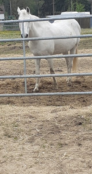 Centre équestre de champignelles - photo 2