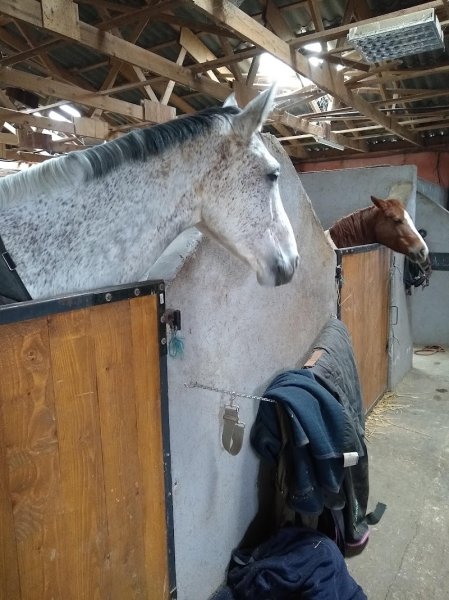 haras de vaugouret - photo 2