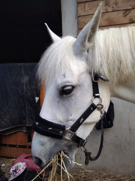 haras de vaugouret - photo 3