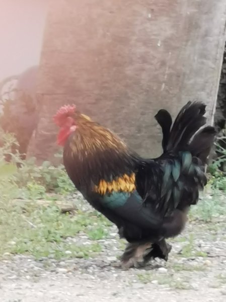 Ferme de la vue pension de chevaux - photo 3